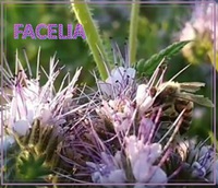 Facélia vratičolistá